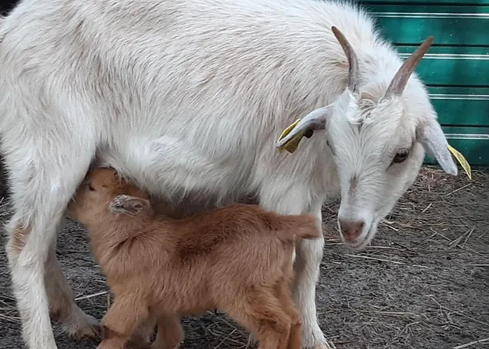 カントリーハウス Casa Da Ria - *