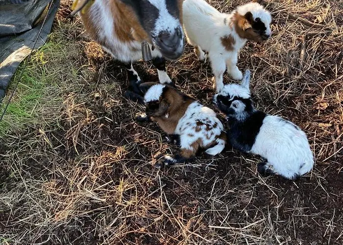 カントリーハウス Casa Da Ria -